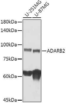 ADARB2 Rabbit Polyclonal Antibody