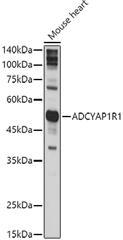 ADCYAP1R1 Rabbit Polyclonal Antibody