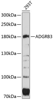 ADGRB3 Rabbit Polyclonal Antibody
