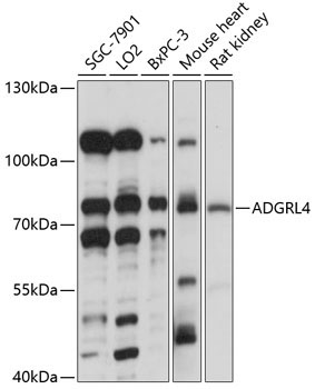 ADGRL4 Rabbit Polyclonal Antibody