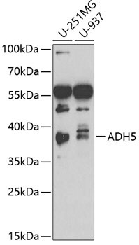 ADH5/GSNOR Rabbit Polyclonal Antibody