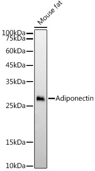 Adiponectin Rabbit Monoclonal Antibody