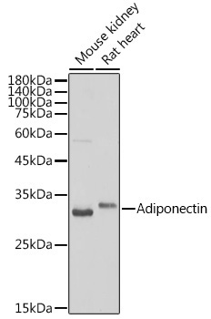 Adiponectin Rabbit Polyclonal Antibody