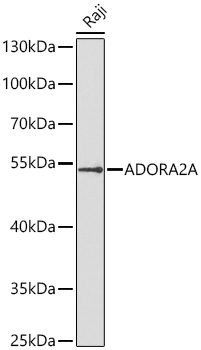 ADORA2A Rabbit Polyclonal Antibody