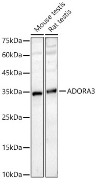 ADORA3 Rabbit Polyclonal Antibody