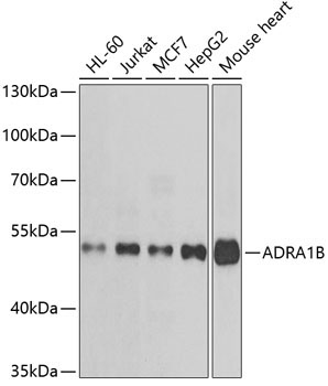 ADRA1B Rabbit Polyclonal Antibody