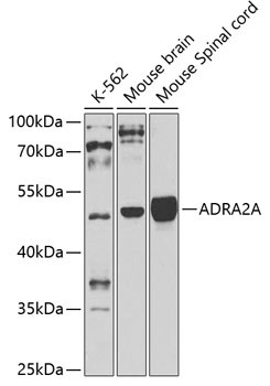 ADRA2A Rabbit Polyclonal Antibody