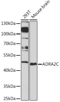 ADRA2C Rabbit Polyclonal Antibody