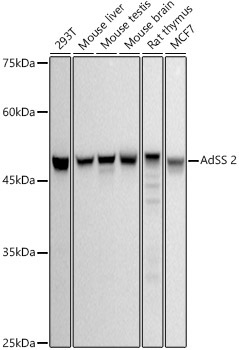 AdSS 2 Rabbit Monoclonal Antibody