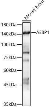 AEBP1 Rabbit Polyclonal Antibody