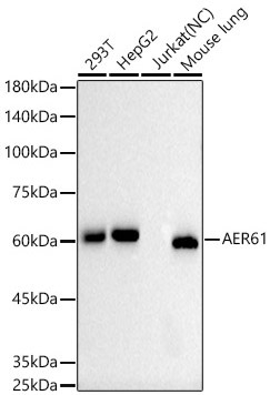 AER61 Rabbit Monoclonal Antibody