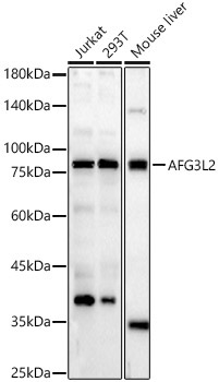 AFG3L2 Rabbit Polyclonal Antibody
