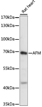 AFM Rabbit Polyclonal Antibody