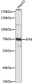 AFM Rabbit Polyclonal Antibody