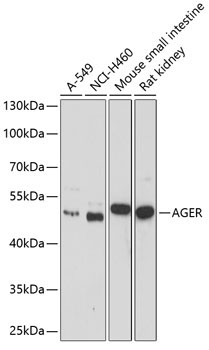 AGER Rabbit Polyclonal Antibody