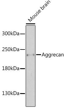 Aggrecan Rabbit Polyclonal Antibody