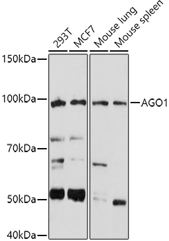 AGO1 Rabbit Polyclonal Antibody
