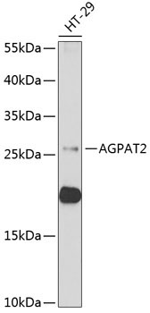 AGPAT2 Rabbit Polyclonal Antibody