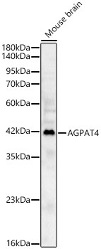 AGPAT4 Rabbit Polyclonal Antibody