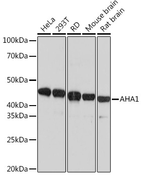 AHA1 Rabbit Monoclonal Antibody