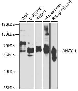 AHCYL1 Rabbit Polyclonal Antibody