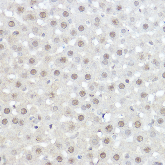 AHNAK Rabbit Polyclonal Antibody