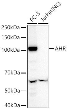 AHR Rabbit Monoclonal Antibody