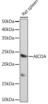 AICDA Rabbit Polyclonal Antibody