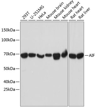 AIF Rabbit Monoclonal Antibody