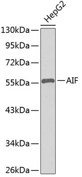AIF Rabbit Polyclonal Antibody