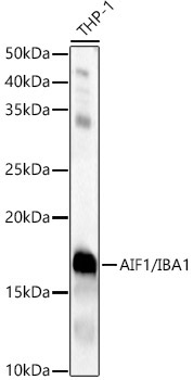 AIF1/IBA1 Rabbit Polyclonal Antibody