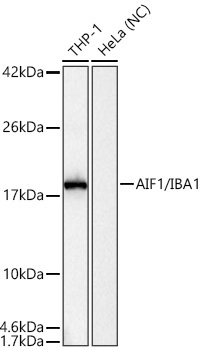 AIF1/IBA1 Rabbit Polyclonal Antibody