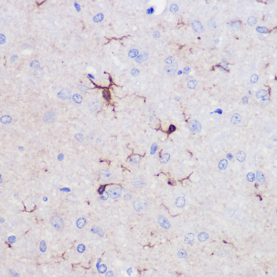 AIF1/IBA1 Rabbit Polyclonal Antibody