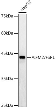 AIFM2/FSP1 Rabbit Polyclonal Antibody