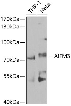 AIFM3 Rabbit Polyclonal Antibody