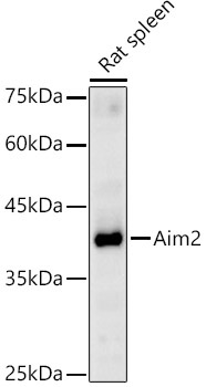 Aim2 Rabbit Polyclonal Antibody
