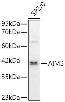 AIM2 Rabbit Polyclonal Antibody