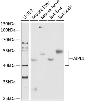 AIPL1 Rabbit Polyclonal Antibody