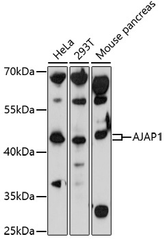 AJAP1 Rabbit Polyclonal Antibody