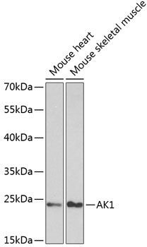 AK1 Rabbit Polyclonal Antibody