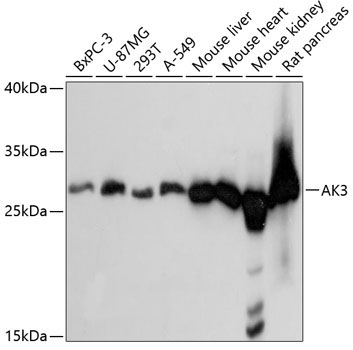 AK3 Rabbit Polyclonal Antibody