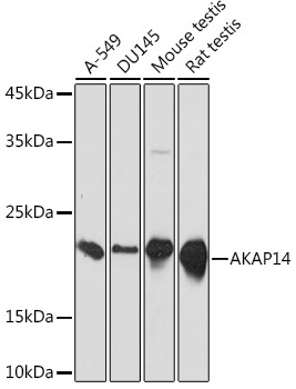AKAP14 Rabbit Monoclonal Antibody