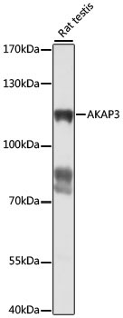 AKAP3 Rabbit Polyclonal Antibody