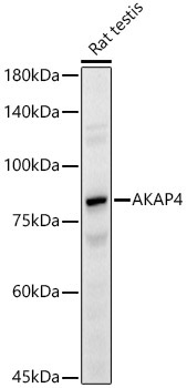 AKAP4 Rabbit Polyclonal Antibody
