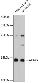 AKAP7 Rabbit Polyclonal Antibody