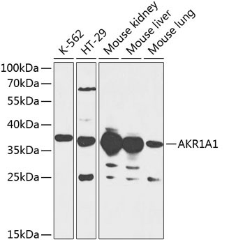 AKR1A1 Rabbit Polyclonal Antibody