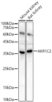 AKR1C2 Rabbit Polyclonal Antibody
