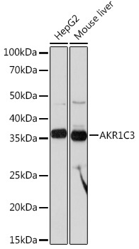 AKR1C3 Rabbit Monoclonal Antibody