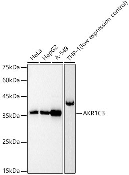 AKR1C3 Rabbit Polyclonal Antibody