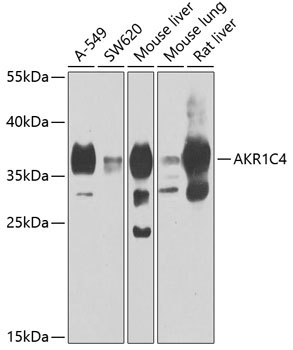 AKR1C4 Rabbit Polyclonal Antibody